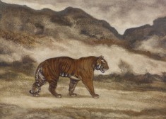Tiger Walking