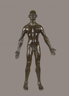 Anatomical Figure of a Man