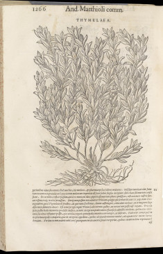 Compendium de plantis omnibus (2 vols.)