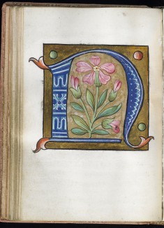 Leaf from Alphabet Book