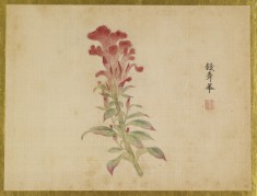 Coxcomb Flower