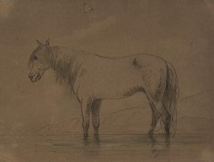 Horse Standing in Water