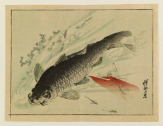 Carp swimming underwater
