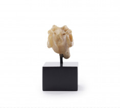 Head of a Ram