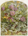 Red Clover with Butter-and-Eggs and Ground Ivy Thumbnail