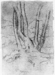 Study of old trees Thumbnail