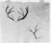 Two sketches of stag's horns Thumbnail