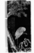 Crane Thumbnail