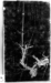 Plum blossom Thumbnail