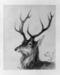 Head Of A Stag Thumbnail
