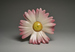 Vase in the Form of a Daisy Thumbnail