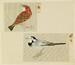 Leaf from Album Depicting Small Birds Thumbnail