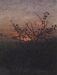 Blackthorn (?) in front of a Landscape at Sunset Thumbnail