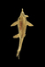 Shark Pendant Thumbnail