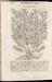 Compendium de plantis omnibus (2 vols.) Thumbnail