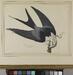 Swallow-tailed Hawk Thumbnail