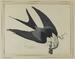 Swallow-tailed Hawk Thumbnail