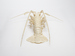 Articulated Spiny Lobster Thumbnail