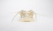 Articulated Spiny Lobster Thumbnail