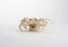 Articulated Spiny Lobster Thumbnail