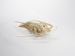Articulated Spiny Lobster Thumbnail