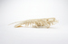 Articulated Spiny Lobster Thumbnail