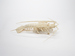 Articulated Spiny Lobster Thumbnail