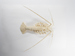 Articulated Spiny Lobster Thumbnail