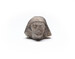Head Thumbnail