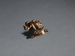 Pendant of Jaguar with Two Double-Headed Snakes Thumbnail