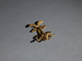Amphibian Pendant Thumbnail