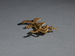 Amphibian Pendant Thumbnail