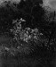 Thumbnail: Glimpse in a Thicket