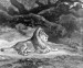 Thumbnail: Lion at Rest