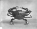 Thumbnail: Crab