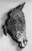 Thumbnail: Head of a Horse