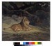Thumbnail: Lion at Rest