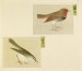 Thumbnail: Leaf from Album Depicting Small Birds