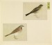 Thumbnail: Leaf from Album Depicting Small Birds
