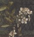 Thumbnail: Apple Blossoms