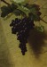 Thumbnail: Bunch of Grapes
