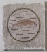 Thumbnail: Floor Mosaic Fragment with Fish in a Roundel
