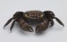 Thumbnail: Crab Box