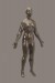 Thumbnail: Anatomical Figure of a Woman
