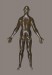 Thumbnail: Anatomical Figure of a Woman