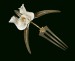 Thumbnail: Orchid Comb