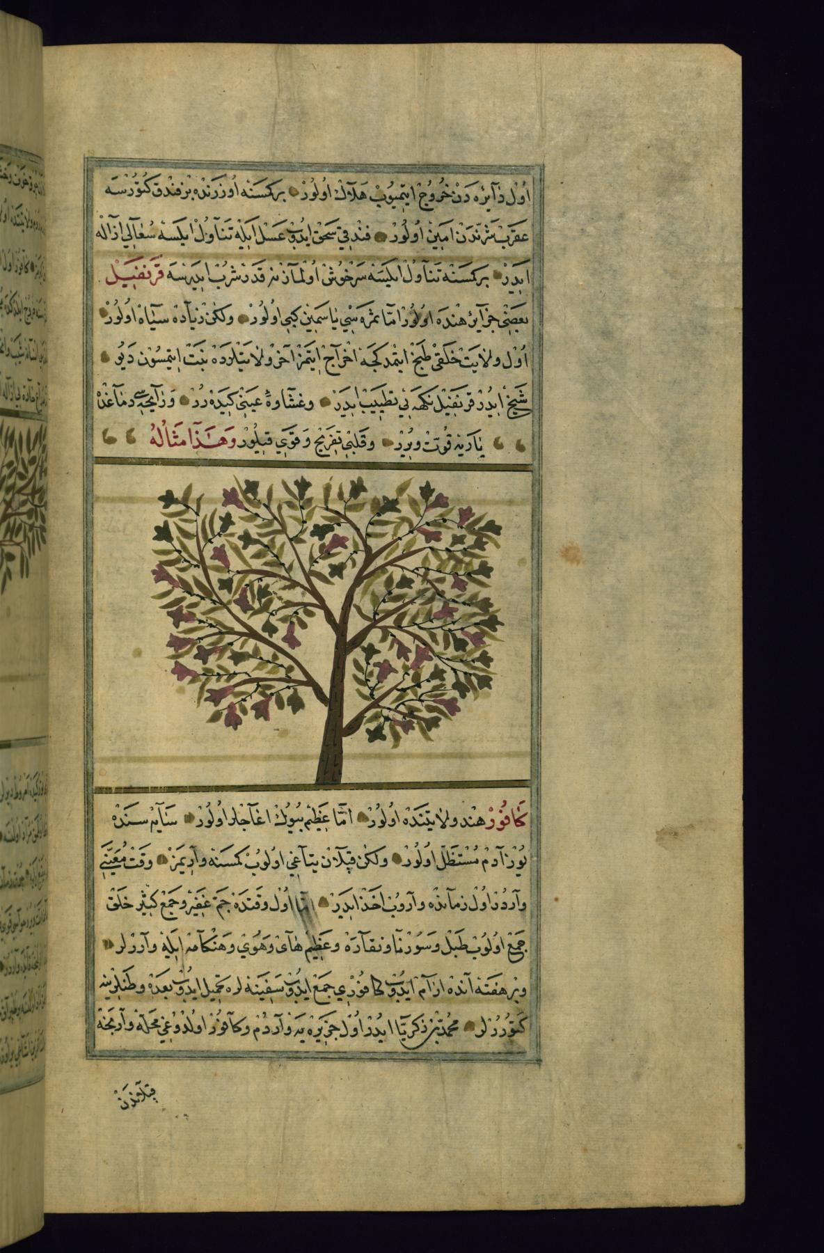 A Plant Called Qarnafil