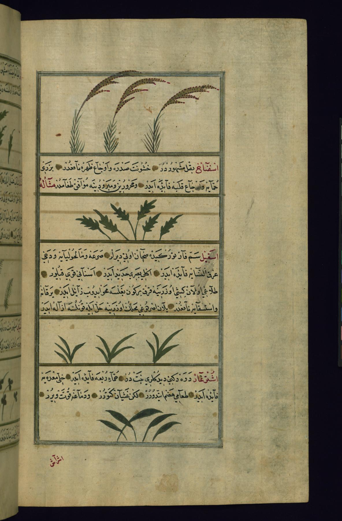 Rice, Spinach, Wild Onion, and Camel’s Thorn (?)
