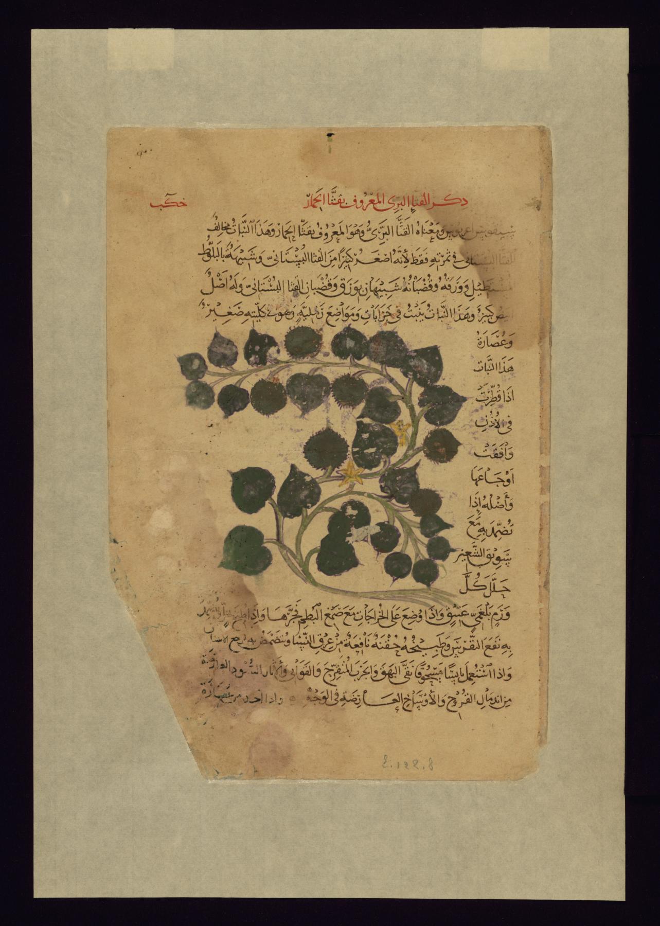 Wild Cucumber
