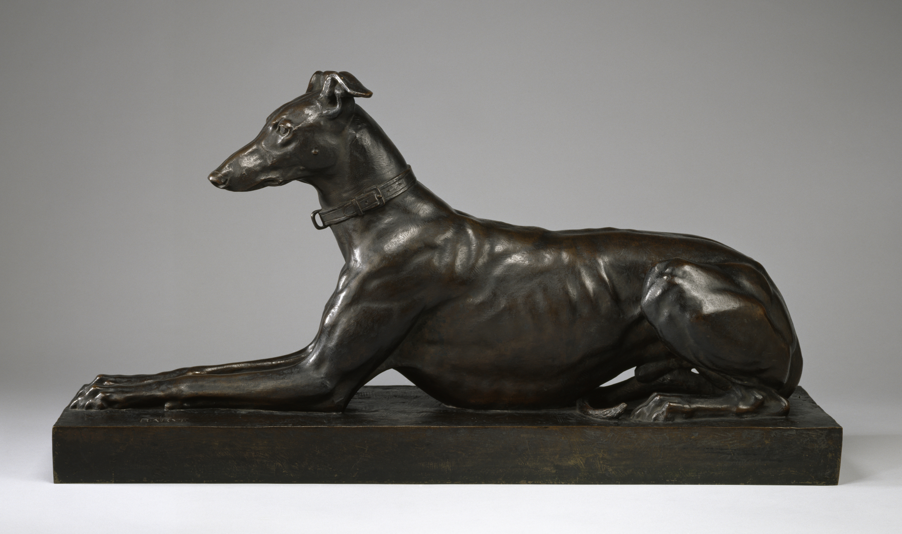 Greyhound
